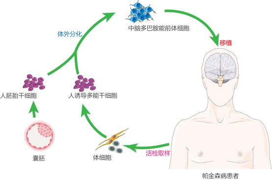 復(fù)旦校友領(lǐng)航，躍賽生物獲數(shù)千萬元天使輪融資，深耕干細(xì)胞治療新賽道