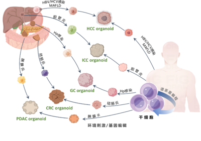 清華長(zhǎng)庚醫(yī)院獲批三項(xiàng)2022年度國家重點(diǎn)研發(fā)計(jì)劃重點(diǎn)專項(xiàng)，引領(lǐng)細(xì)胞技術(shù)研發(fā)與應(yīng)用新突破